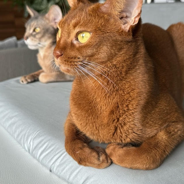 強めの顔でアイロン台に居座るねこさま