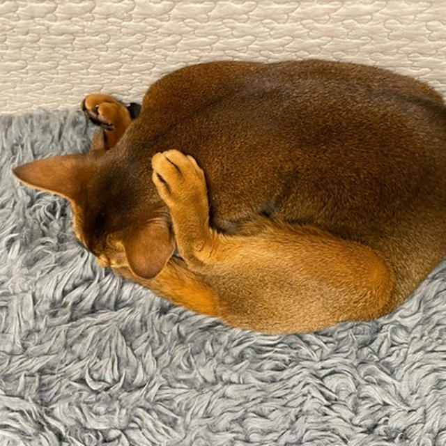 見慣れた、猫の寝相ではない…