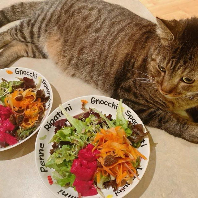 ペットの意味は？人間の我儘❓