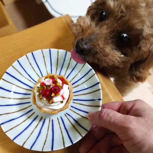 狂犬病ワクチン＊モコ10歳の誕生日