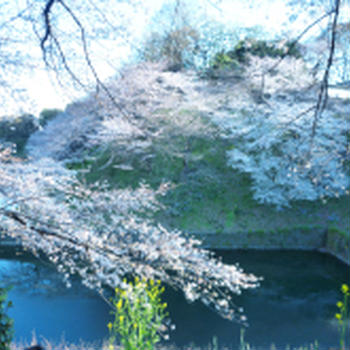 牛が淵の桜