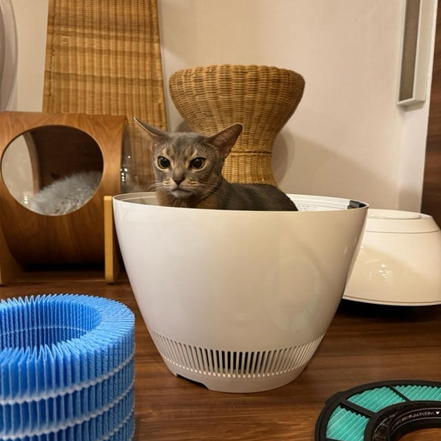 加湿器のフィルターになる坊