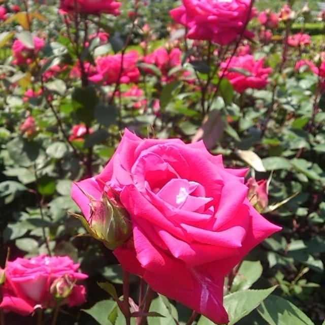 薔薇♪