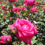 薔薇♪