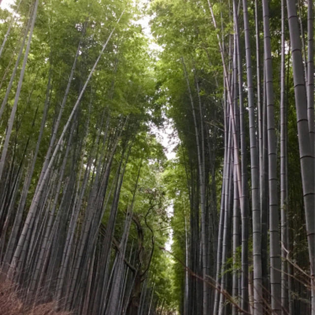 寒かった京都
