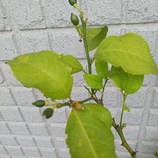 レモンの木に実がなりました✨