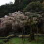 紹太寺の枝垂れ桜 2025