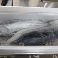 釣りたての「カツオ」を頂きました！