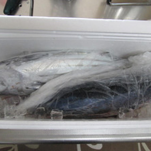 釣りたての「カツオ」を頂きました！