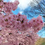 春が来た！宇都宮城の河津桜が満開です