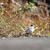 河原の野鳥達のご紹介です。