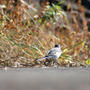 河原の野鳥達のご紹介です。