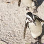 ペンギン　癒やしの楽園＠南アフリカ