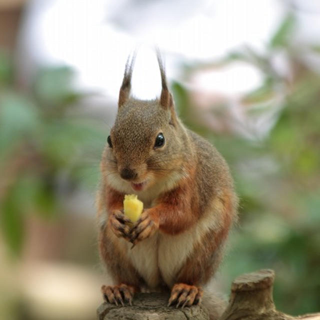 お食事中