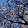 ☆桜、もうすぐ満開☆