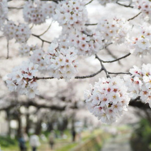 2018年　桜日和。。。