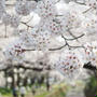 2018年　桜日和。。。