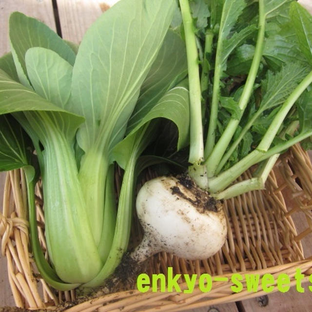 収穫☆青梗菜と蕪
