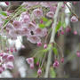 2014札幌の桜開花予想!例年並みか、少し遅れるか…
