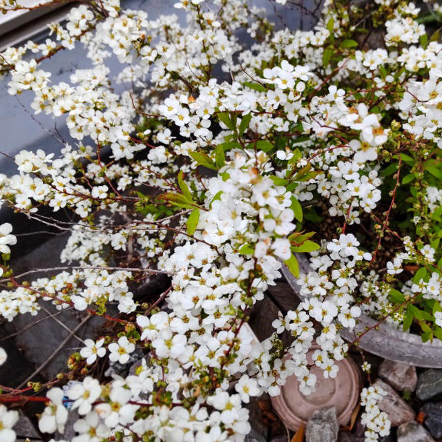 バルコニーにも春！ 花咲いてます