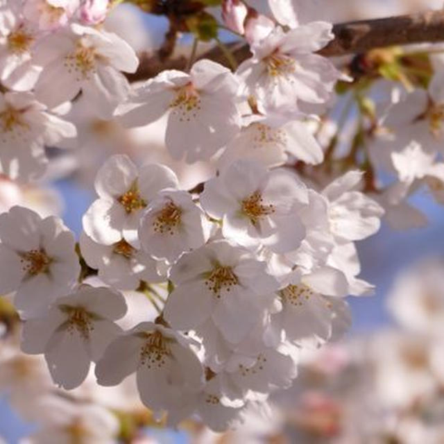 ぶらっと桜見