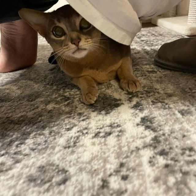ストレッチすると…猫あるある