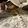 ストレッチすると…猫あるある