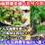 【レシピ】りんご酢を使ったドレッシング！香味野菜のサラダ！