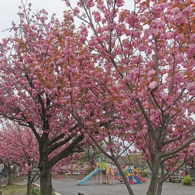 八重桜が満開