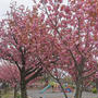 八重桜が満開