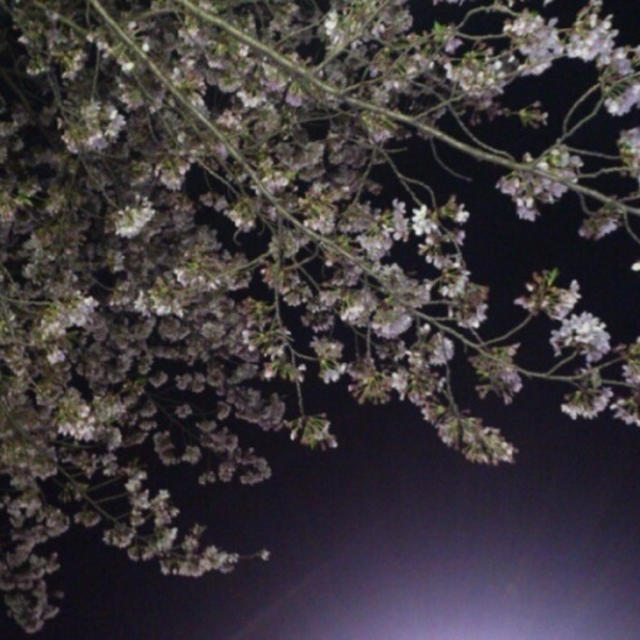 三嶋大社の夜桜