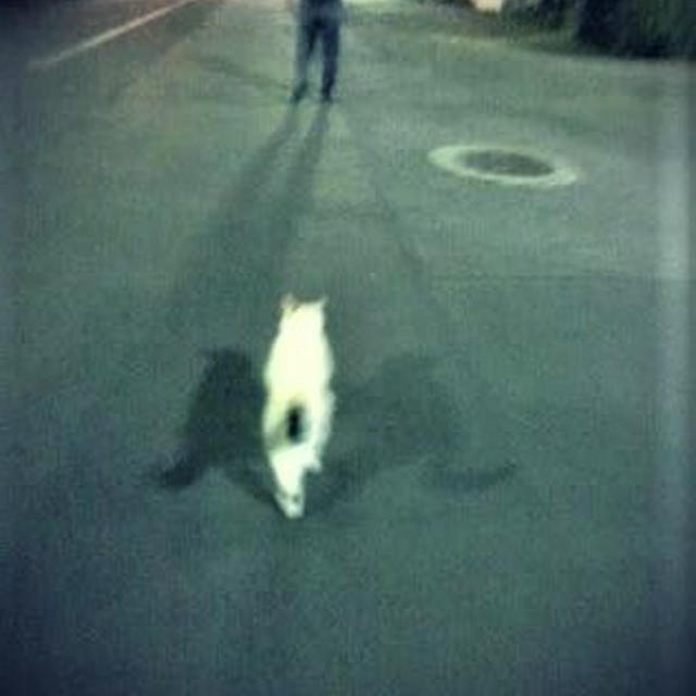 *『簡単ランチ最高』と『夜の散歩。』