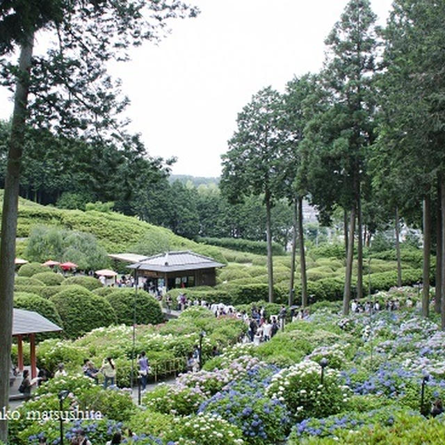 三室戸寺の紫陽花