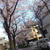 3/22 朝花見♡