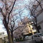 3/22 朝花見♡