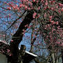 懐古園の紅梅〜桜はまだ先になります