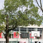 男子中学生弁当 / 運動会