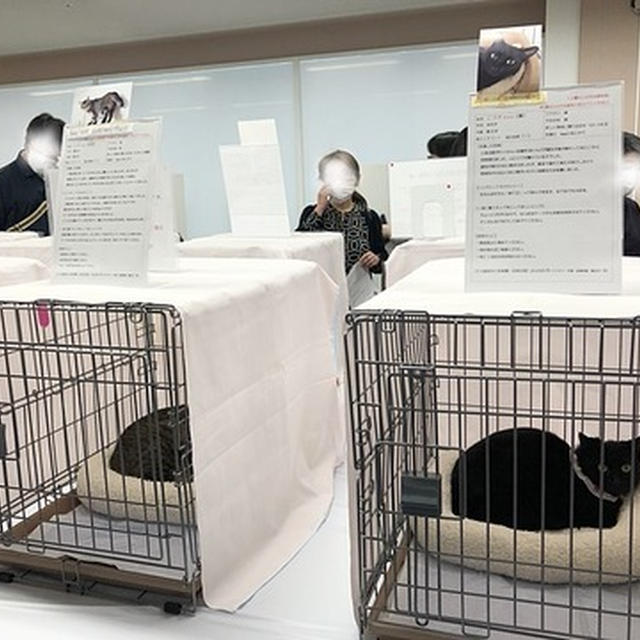 ねことしあわせevent
