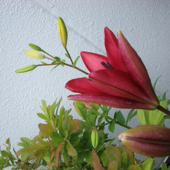 六月の花々