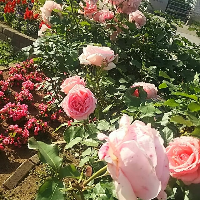 ☆快晴の朝＆癒しのお花☆