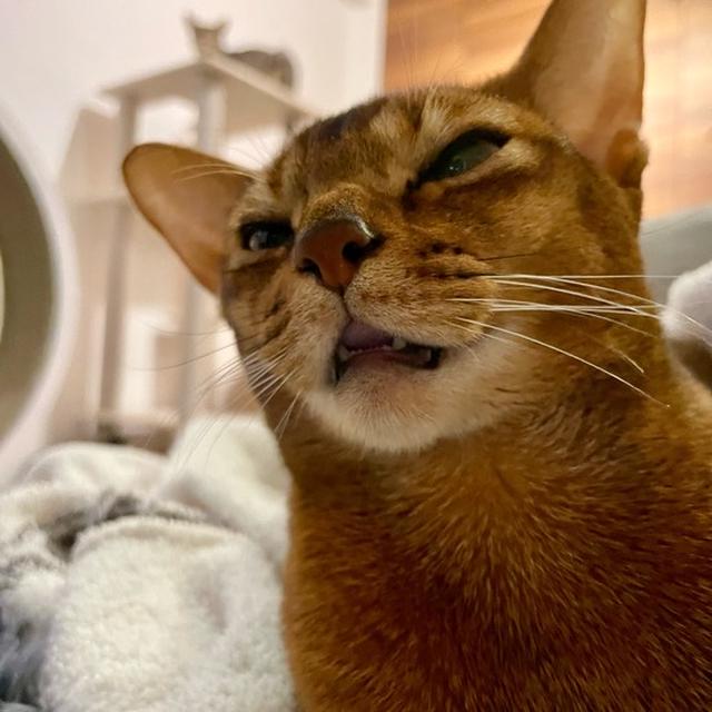 だいぶ眠いらしい