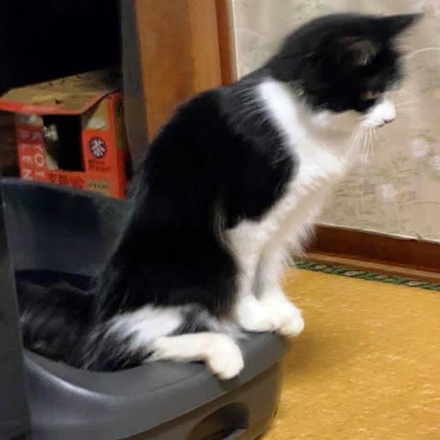 ピコ太郎の器用なトイレタイム