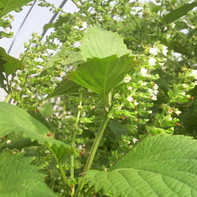 青紫蘇も～食べ尽くす～☆