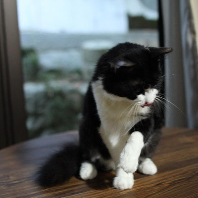 【ごんぼレポ】お気に入りのちゃぶ台の上で毛づくろい