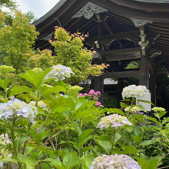 本土寺の紫陽花と花菖蒲