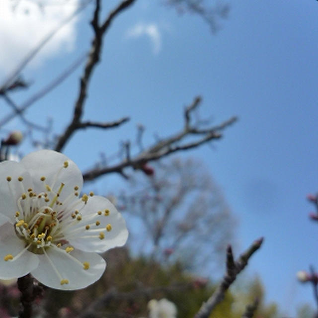 馬見丘陵公園の梅の花