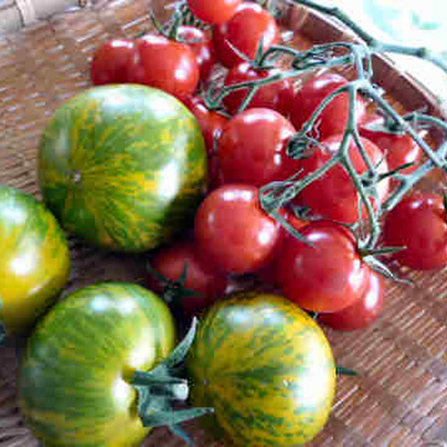 シマシマ柄のプチトマト