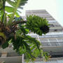 Waikikiの青いバナナをポケットグリルで！