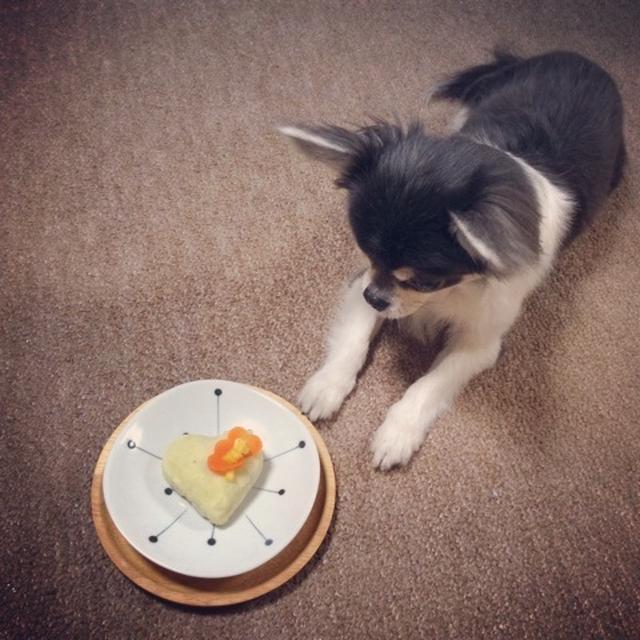 マロンの誕生日　～お料理ナシのブログです