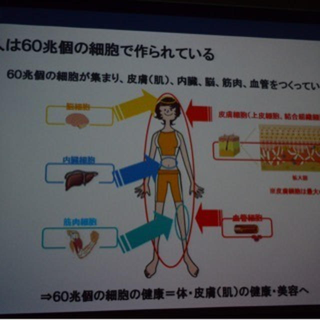 細胞について学びました スローエイジングセミナー　ニュートリションアクト　アルガンオイル